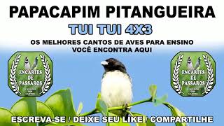 papacapim PITANGUEIRA  TUI TUI 4X1 [upl. by Zzahc327]