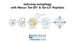 Inducing autophagy with Novus’ TatD11 and TatL11 Peptides [upl. by Arva]