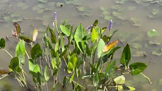 Pickerel Weed Plant Profile [upl. by Shena]