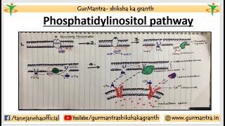 Phosphatidylinositol Signaling Pathway  Cell Signaling Pathway [upl. by Anilec146]