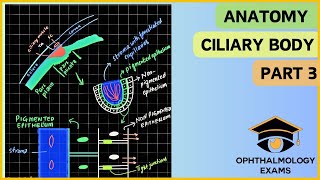 Ocular anatomy part 3  Anatomy of the ciliary body [upl. by Standley]