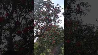 बुरांश के फूल buransh ke phool uttarakhand buransh phool [upl. by Eran]