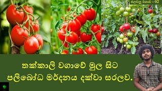 තක්කාලි වගාවේ මුල සිට  How to grow a Tomato in a container [upl. by Aivatco]