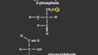 Glycolysis cycle [upl. by Amsed983]