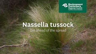 Nassella tussock  get ahead of the spread [upl. by Catarina]