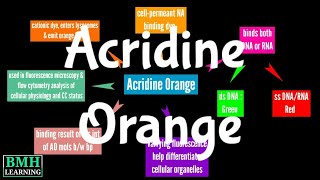 Acridine Orange Staining [upl. by Aznecniv]