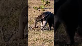 Cute Giant Anteater shortvideo viral shorts [upl. by Bock]