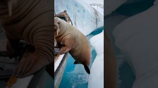 Female sailor helps hungry creature oceanmysteries sealife animals [upl. by Velasco]