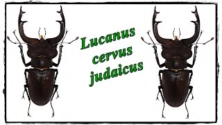 Lucanus cervus judaicus 90 mm  Präparation  Mounting [upl. by Epilef]