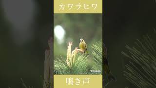 カワラヒワの鳴き声  さえずり  野鳥動画図鑑 shorts [upl. by Lessard]