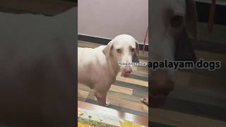 Lovable dogs rajapalayamdog doglover pets nativebreeddogs olw [upl. by Hsiri379]