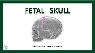 FETAL SKULL  Bones  Sutures  Diameters  Fontanels  Anatomy  OBG Lecture  The Nurses Station [upl. by Atiuqahs]