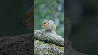 Amazing Squirrel sounds [upl. by Lennox]