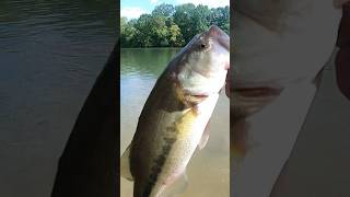 Spillway fishing with a wacky rig [upl. by Yecram]