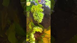 floating plants water spangles salvinia minima [upl. by Romona]