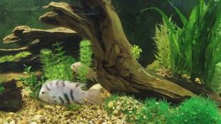 Convict Cichlids with Fry [upl. by Maryjo339]