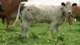 Belgian Blue  Quality Irish Livestock [upl. by Leynwad]