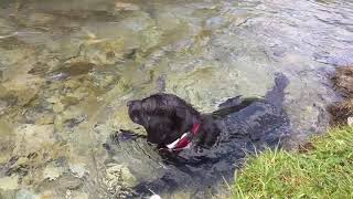 Luigi on the river near cauterets france [upl. by Leugar]