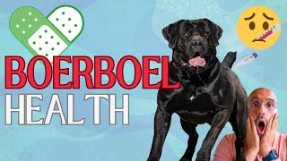 🏥Boerboel HEALTH Watch🏥  Guarding Your Buddys Wellbeing 🏥✚🔍 [upl. by Kcirdnekal778]