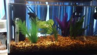 2 5 gallon Betta and cory tank Balanced [upl. by Damara]