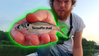 How to locate an catch shad with a 4ft cast net threadfin [upl. by Nnire]