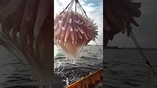 Giant Sea Monsters Caught by Fishermen 🐙🎣GiantSeaCreatures FishingDiscoveries OceanMysteries [upl. by Enicnarf]