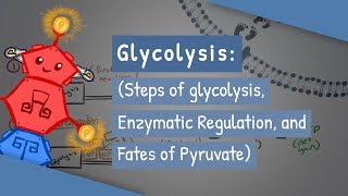 Glycolysis Steps of glycolysis Enzymatic Regulation and Fates of Pyruvate [upl. by Behl]