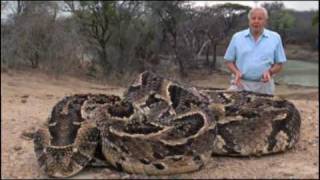 The Puff Adder [upl. by Anitsej963]