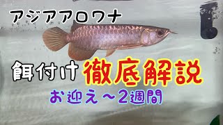 【ショップ訪問】アロワナプレゼント！こんなに沢山のブランド紅龍が見れるお店ある？ アクアリウム 熱帯魚 arowana fish [upl. by Yras]