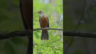 The rufous bellied thrush Turdus rufiventris [upl. by Ishii]