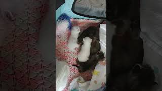 20230515 fostering day 4 pt 1 cat fosteringsaveslives kitten fosterlove babycat [upl. by Berne884]