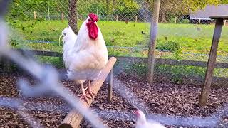 куры петух белые White Chickens and Rooster at Parc Animalier de Sauvabelin S21 Ultra HDR10 4k [upl. by Haram]