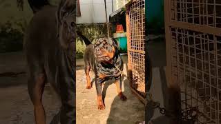 rottweiler barking rottweiler [upl. by Danby828]