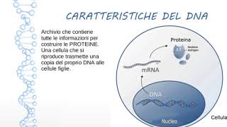 DNA E GENI Struttura FUNZIONI e DUPLICAZIONE del DNA [upl. by Mcclimans]