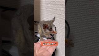 Bushbaby ドットちゃん乾燥人参に挑戦shots bushbaby おさるさん ショウガラゴ ブッシュベイビー [upl. by Illoh]