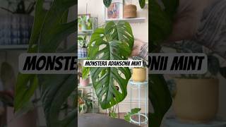 Monstera Adansonii Mint Propagation houseplants indoorplants indoorgardening indoorjungle [upl. by Edrock]