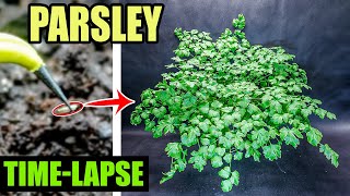 Growing Italian Parsley From Seed Time Lapse 99 Days [upl. by Dimond324]