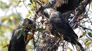 Baudins BlackCockatoo [upl. by Senzer]