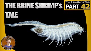 The Brine Shrimps Tale [upl. by Antonin682]