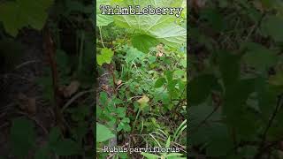 Thimbleberry  Identification Some Other Useful Info shorts foraging okanagan [upl. by Asamot]