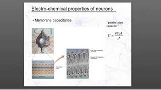 Neruphysics functional كيف تنتج الكهرباء في الخلية العصبية [upl. by Anivad]