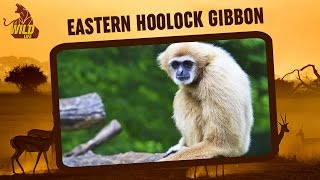 Eastern Hoolock Gibbon  Conservation Methods  Wildlife [upl. by Atnauqahs204]