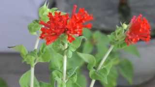 Bouvardia ternifolia in bloom 20130902 [upl. by Chevalier]