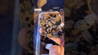 The start of our Isopod collection isopods insects buglife bug insectsrule [upl. by Pacifa]