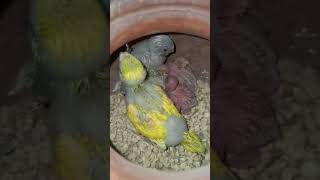 bajri tote ki breeding progress aamir bhopal youtubeshorts allshotscoverage [upl. by Prowel]