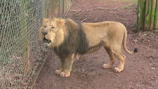 Asiatic Lion Roaring Paignton Zoo 1st January 2019 [upl. by Stillman80]