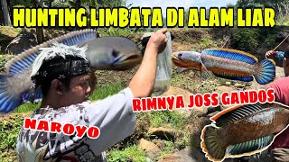 HAH‼️HUNTING LIMBATA DI HUTAN DAPET GOLDEN⁉️CHANNA IS COMING PART 9 [upl. by Munro931]