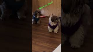 As soon as doorbell rings dogs puppy doglover pets lhasaapso doglife [upl. by Nosyt995]