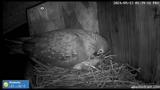 Speckled pigeon Nest Cam Pretoria South Africa September 13 2024 2 [upl. by Anahsak986]