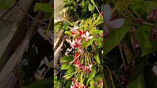 Madhumalti 🌿 beauty 💚botanicalnameis combretum indicium [upl. by Tewell566]